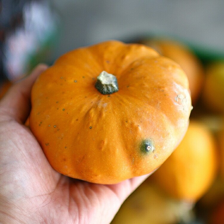 楽天市場】＼2,000円ポッキリ／ 【ミニかぼちゃ/おまかせ5個セット