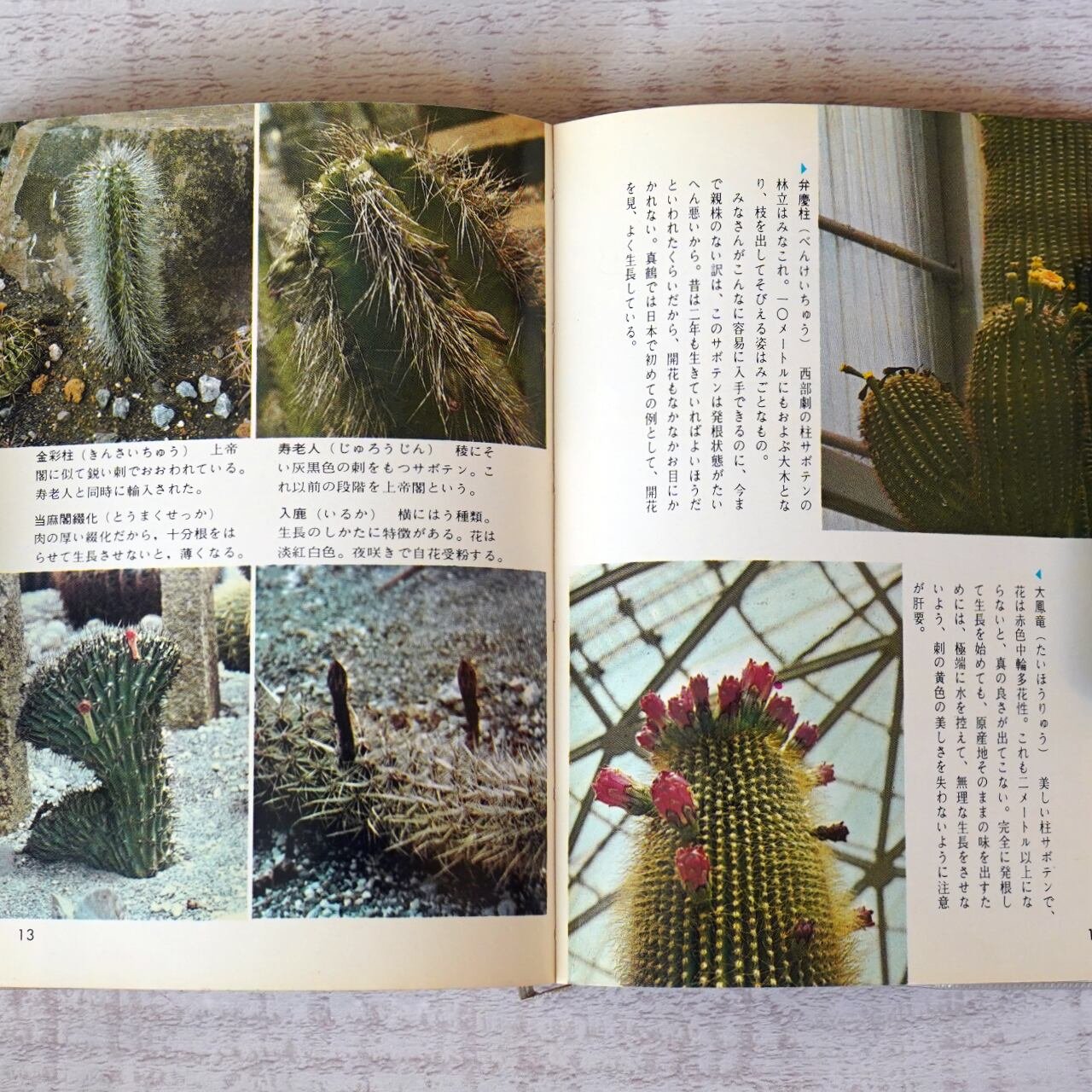 サボテン園芸 ー栽培の手ほどきー (カラーブックス121) 右田重雄