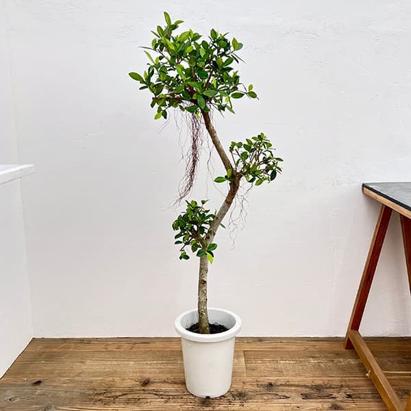 園芸ネット本店｜[送料無料]ガジュマル：センカクガジュマル 8号鉢植え