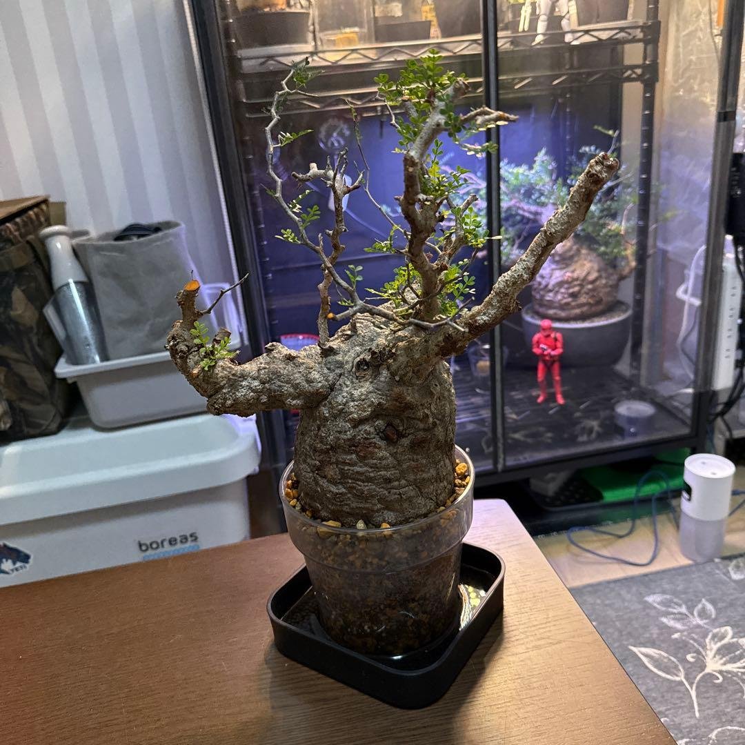 オペルクリカリアパキプス　発根済み　コレクション株 オペルクリカリア パキプス 発根済み | GREEN LUCK