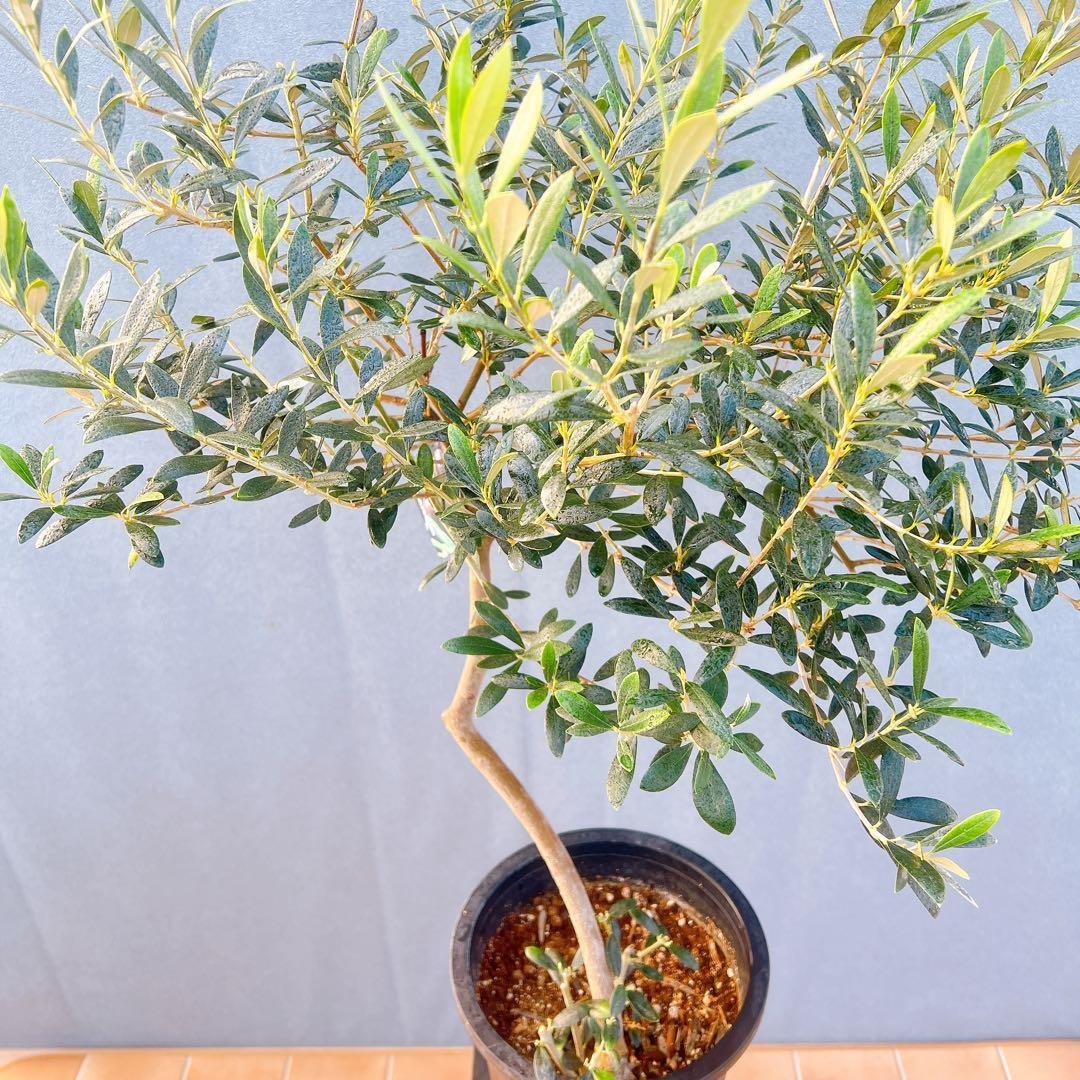現品　創樹　オリーブの木　オリーブ　マンザニロ　8番　観葉植物　野外　希少　果樹 観葉植物 おしゃれ：オリーブの木 *SOUJU（創樹） シプレッシーノ 現品